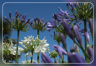 Ferienhaus mit Meerblick in Pleumeur-Bodou - Cotes d´Armor-