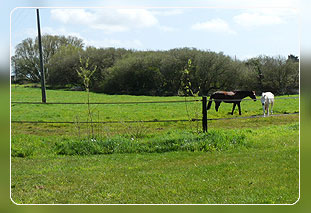 Ferienhaus Bretagne in Plouguerneau 