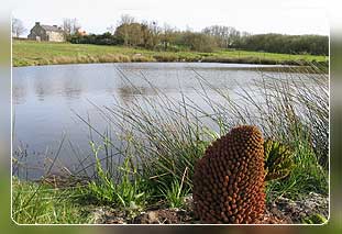 Ferienhaus Bretagne in Plouguerneau 